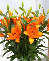 IDAHO 5 sīpolu paciņa (Garziedu-Āzijas lilijas hibrīds)